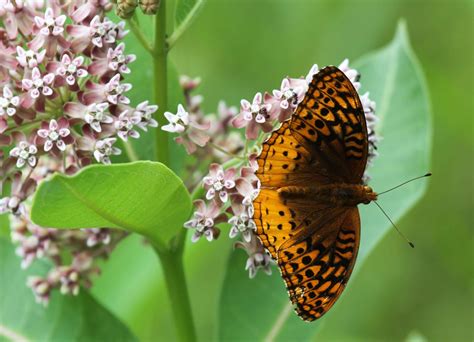 Gale's Photo and Birding Blog: Great Spangled Fritillary