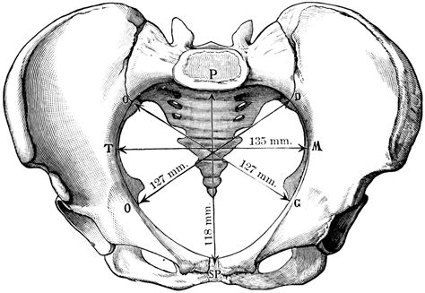 Pelvic Inlet | ClipArt ETC