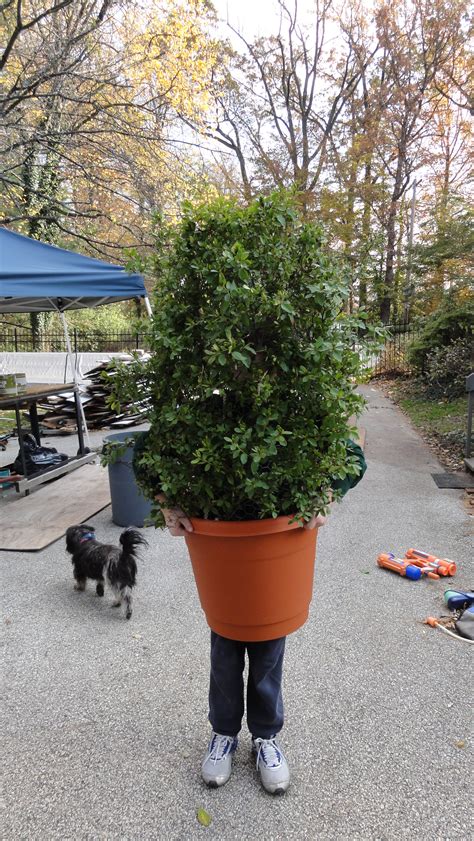 Shrub (Bush, Plant) Costume : 3 Steps (with Pictures) - Instructables