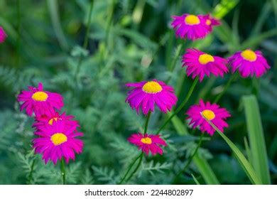 1,341 Pyrethrum Daisy Images, Stock Photos & Vectors | Shutterstock