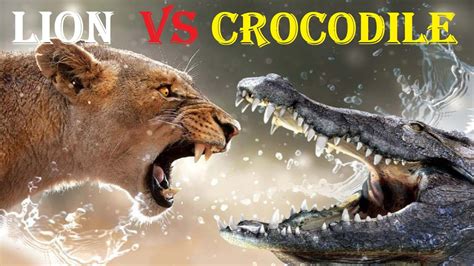 Crocodile Vs Lion