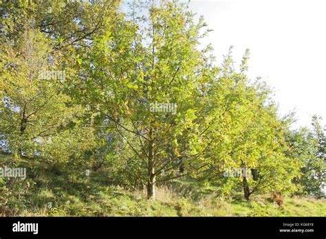 Sefton Park, Autumn time Stock Photo - Alamy