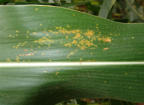 Corn Disease Update: Southern Rust Confirmed in Nebraska | CropWatch | University of Nebraska ...