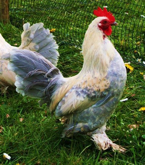 Rare Chicken Breeds Rosie's rare breed poultry | Chickens backyard ...