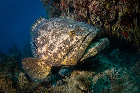 Atlantic goliath grouper • Epinephelus itajara • Fish sheet