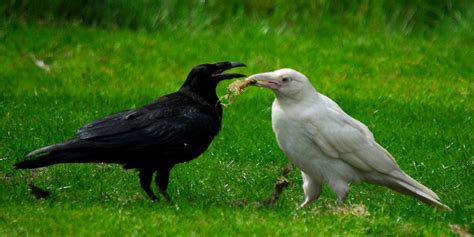 Pin on Bird Coloration