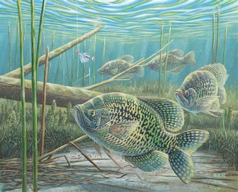 Crappie | Fish drawings, Fish artwork, Fish art