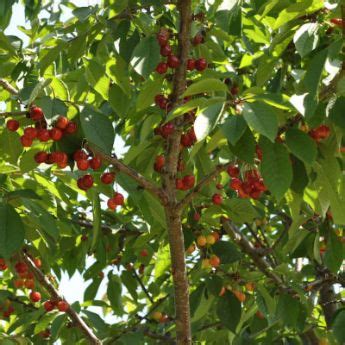 Sweet Cherry Trees from Stark Bro's - Sweet Cherry Trees For Sale