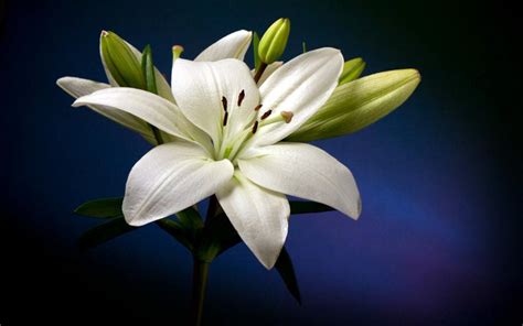 Beautiful White Lily Flower Hd Wallpaper : Wallpapers13.com