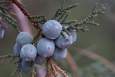 12 Science-Backed Health Benefits of Juniper Berries - How To Ripe