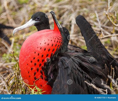 Frigatebird stock image. Image of inflated, frigate, background - 43827733