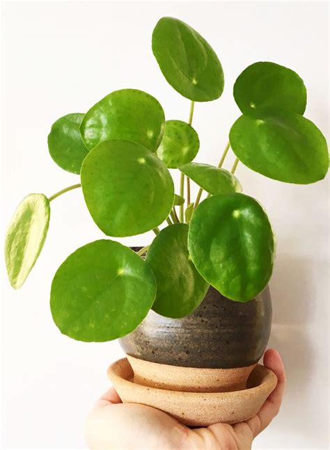 All you need to know about Pilea Peperomioides|Chinese money plant ...