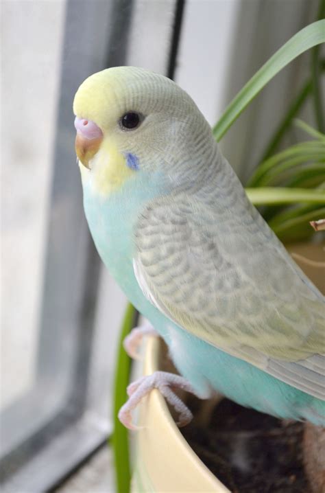 นกหงส์หยก Budgie | Best pet birds, Pet birds, Cute birds