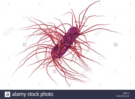 E Coli With Flagella Stock Photos & E Coli With Flagella Stock Images - Alamy