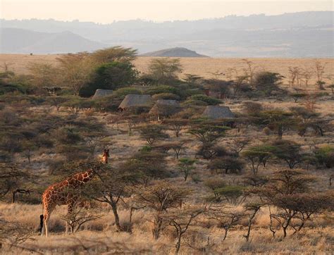 Lewa Safari Camp, Kenya - Reviews, Pictures, Videos, Map