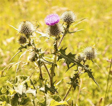 Scotch Thistle Information: How To Control Scotch Thistle In Lawns And Gardens