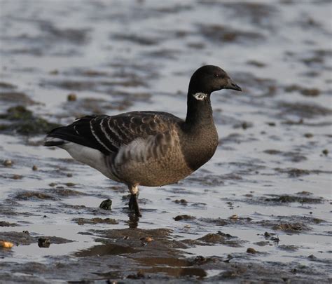 Murfs Wildlife : Pale-bellied Brent Goose