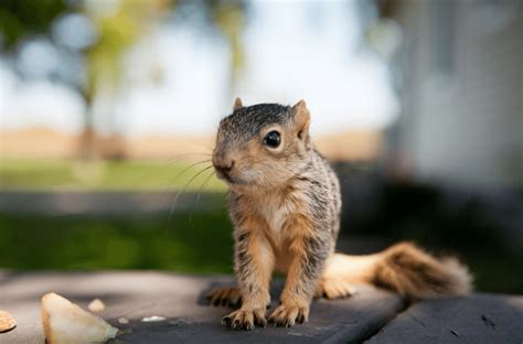 Baby Squirrel Facts, Pictures & FAQs Answered - Animal Corner