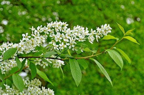 Alder buckthorn flowers stock photo. Image of alder, nature - 44991078