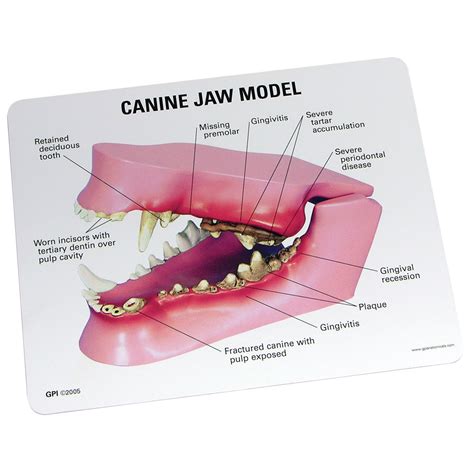 Model Animals Industrial & Scientific Canine Dental Model Animal Body Anatomy Replica of Dog Jaw ...