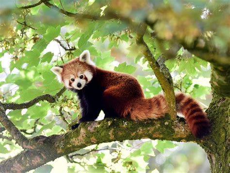 Red pandas may be two different species, raising conservation questions | PBS News