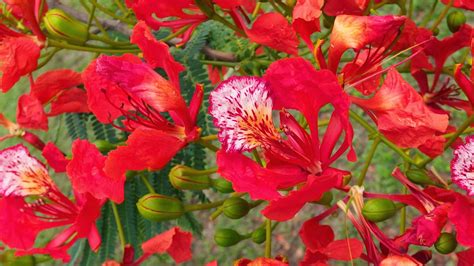 Jim Hodge's picture trail.: Flame tree flower close-up.