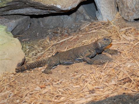 The Online Zoo - Egyptian Uromastyx