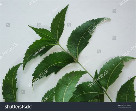 Neem Leaf Well Known Daun Semambu Stock Photo 797148643 | Shutterstock