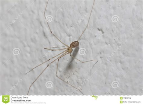 The Spiders are a Class of Arthropods Stock Photo - Image of nature, wildlife: 110107502