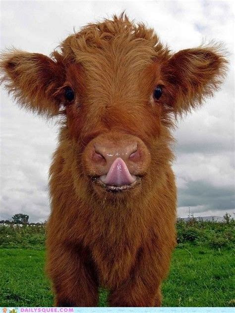 I Can Touch My Tongue To My Nose! | Cute cows, Animals beautiful, Cute animals