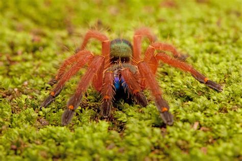 Old World Tarantulas vs. New World Tarantulas: The Complete List - A-Z ...