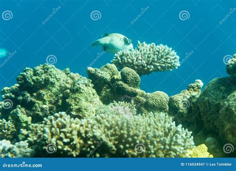 At Coral World Underwater Observatory in Eilat Stock Image - Image of ...