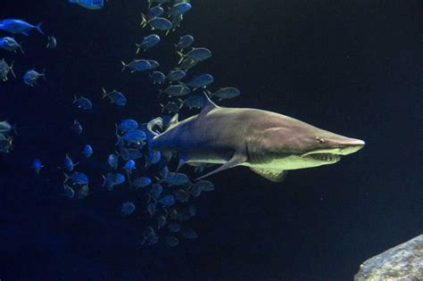 $158m Ocean Wonders: Sharks! to open at WCS's New York Aquarium