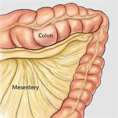 The mesentery: An organ?