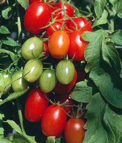 The Best Grape Tomato Varieties Buying Guide 2022 – Rated for you