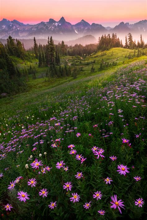 Top Ten Tips For Successful Wildflower Photography - Photo Cascadia