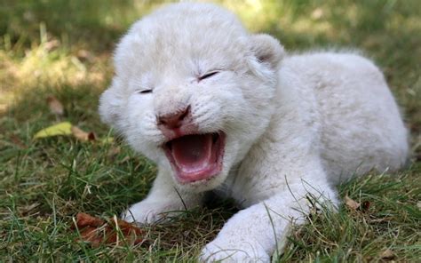 These incredibly rare white lion cubs are utterly adorable