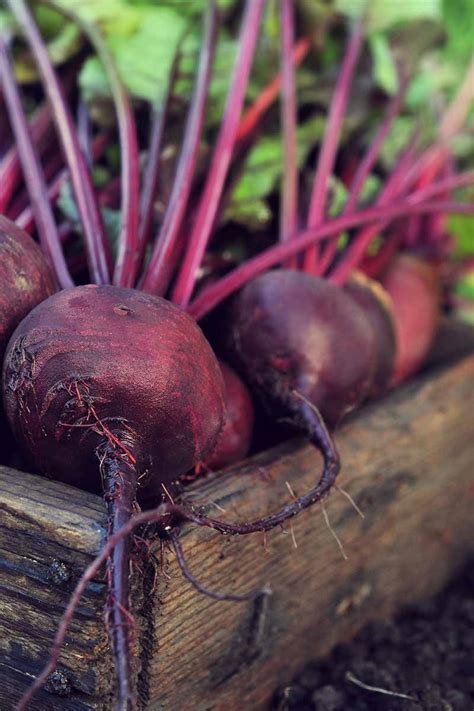 How and When to Harvest Beets | Gardener’s Path