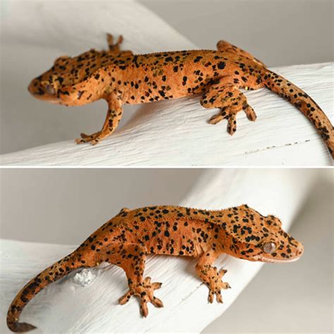 INK SPOT Super Dalmatian Crested Gecko | Fringemorphs