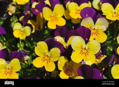 Heartsease flowers scientific name hi-res stock photography and images - Alamy