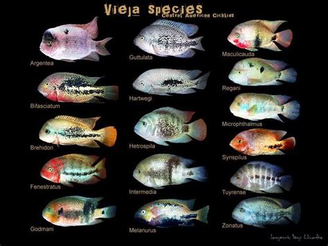 viejas, cichlids, cíclidos | Aquarium fish, Freshwater aquarium plants ...