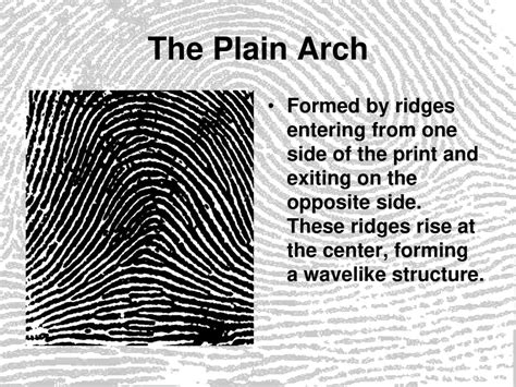 Plain Whorl Fingerprint