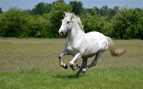 ダウンロード画像 白馬, 馬 フリー. のピクチャを無料デスクトップの壁紙