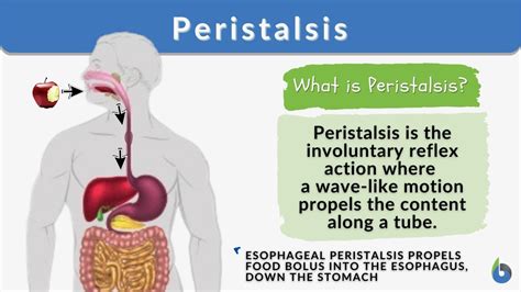 Peristalsis - Definition and Examples - Biology Online Dictionary