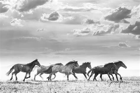 Wild Horses Photography Prints, Salt River Arizona Wild Horses Photography Prints, Horses Dust ...