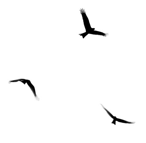 Stock Pictures: Silhouettes of birds in flight