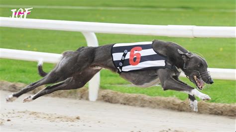 Greyhounds - Track race - YouTube