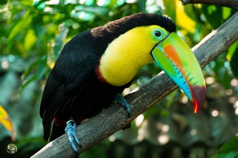 Donate to Toucan Rescue Ranch in 2021 | Donate, Toucans, Crowdfunding projects