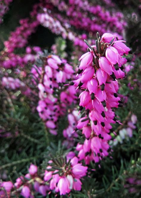 Heather | Purple flowers, Beautiful flowers, Flowers