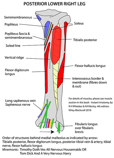 Instant Anatomy - Lower Limb - Areas/Organs - Lower Leg - Posterior Interosseous membrane